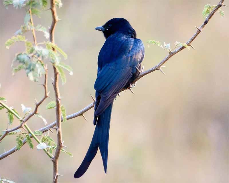 Ripristinare il mondo naturale