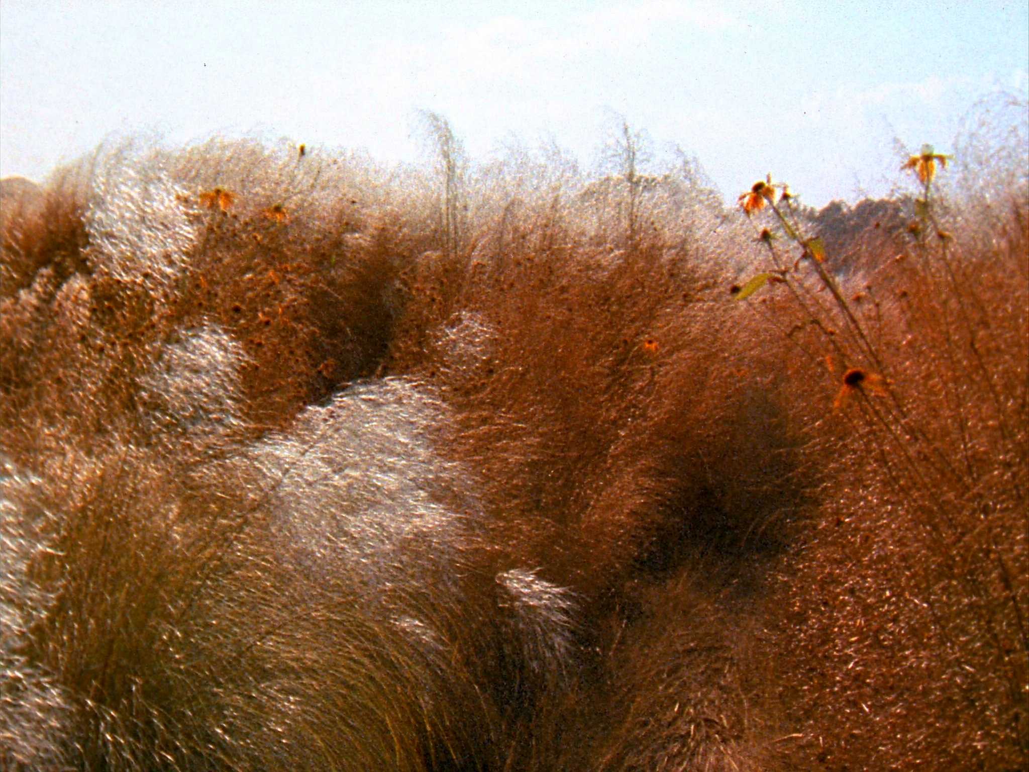 03.11 Prairie . New Perennial