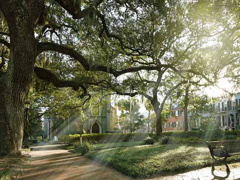 Giardinaggio e Coltivazione Urbana: Come Creare Giardini Urbani Accessibili.