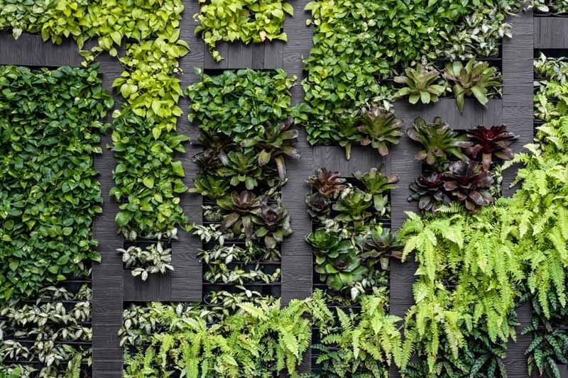 Strategie per mantenere la biophilia al centro delle decisioni di progettazione e vita quotidiana.