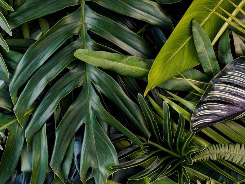 Esempi di successo: le migliori pratiche nell’implementazione della biophilia