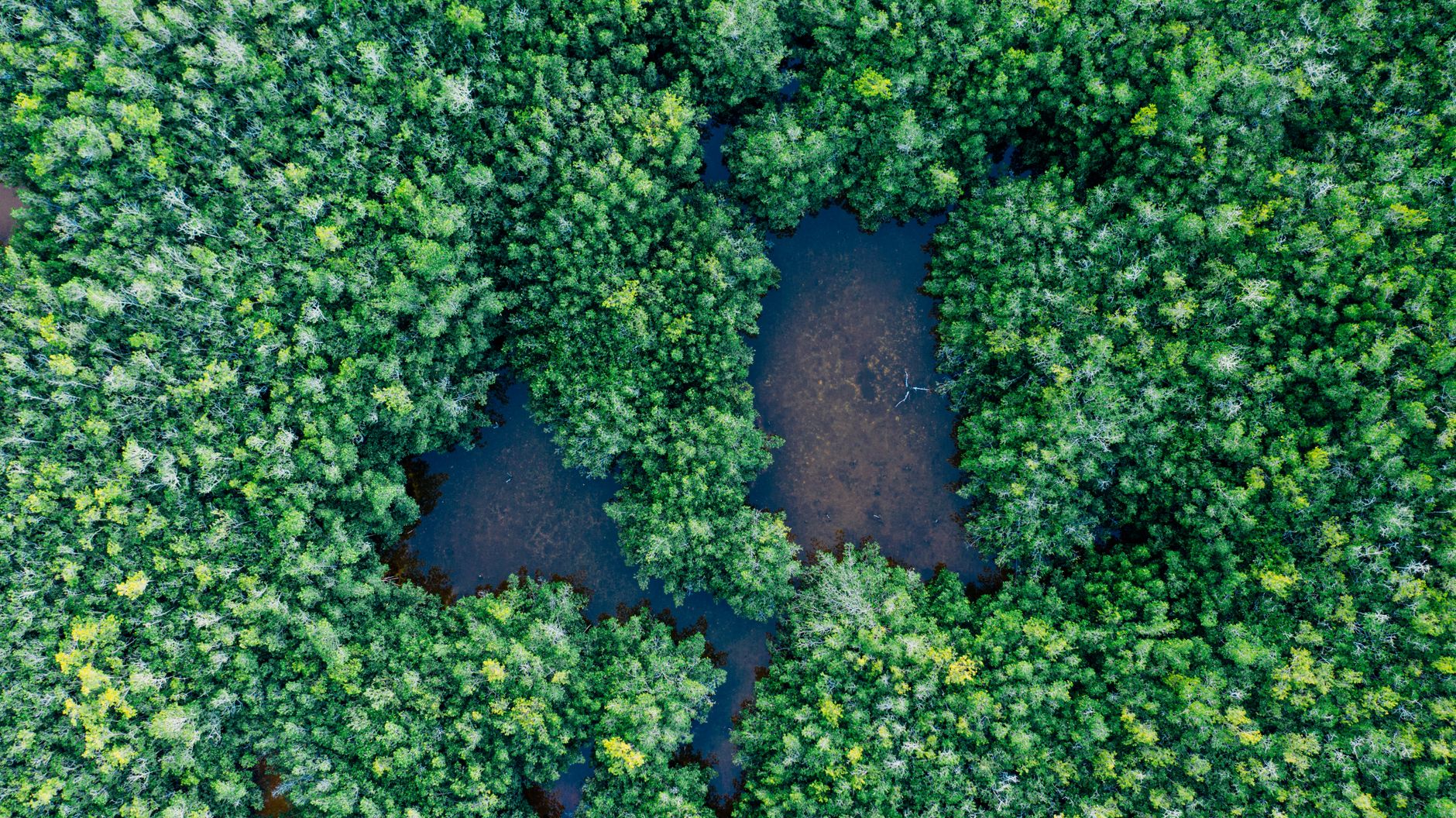 Biodiversità in crisi: perché la perdita di specie mette a rischio la nostra sopravvivenza