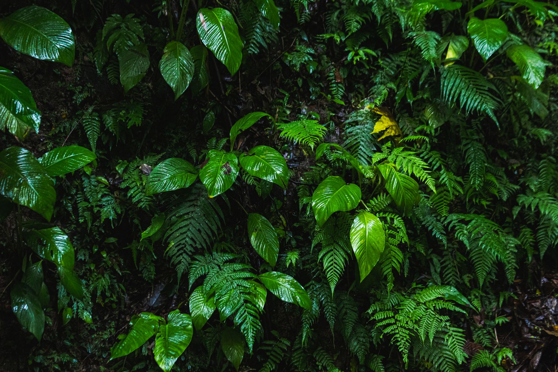 Quando il suono della pioggia guarisce davvero: l’audiobiofilia e la scoperta che i paesaggi sonori naturali abbassano il cortisolo del 26%