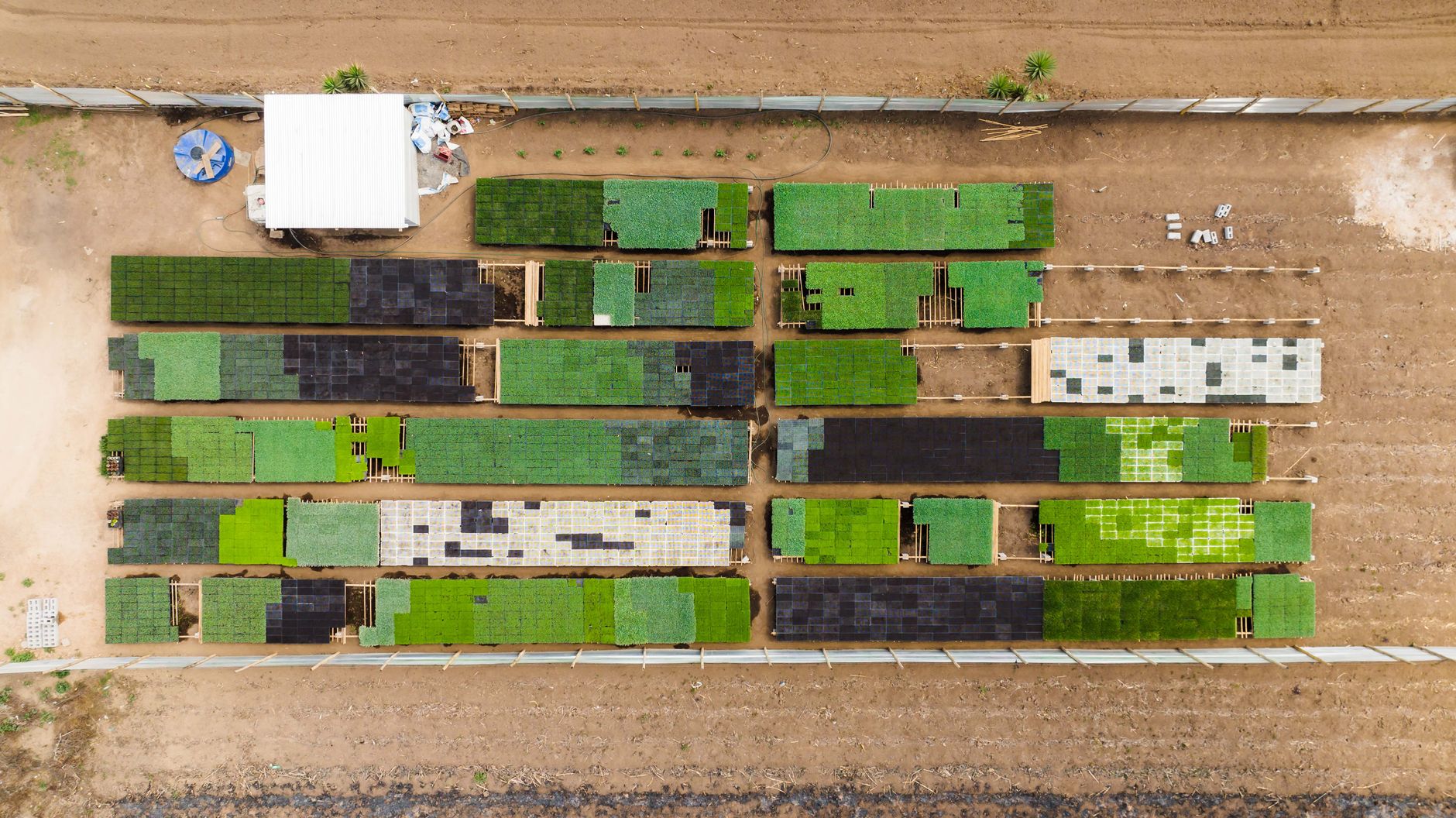 Agrivoltaico di nuova generazione: quando i pannelli solari fanno crescere meglio i pomodori