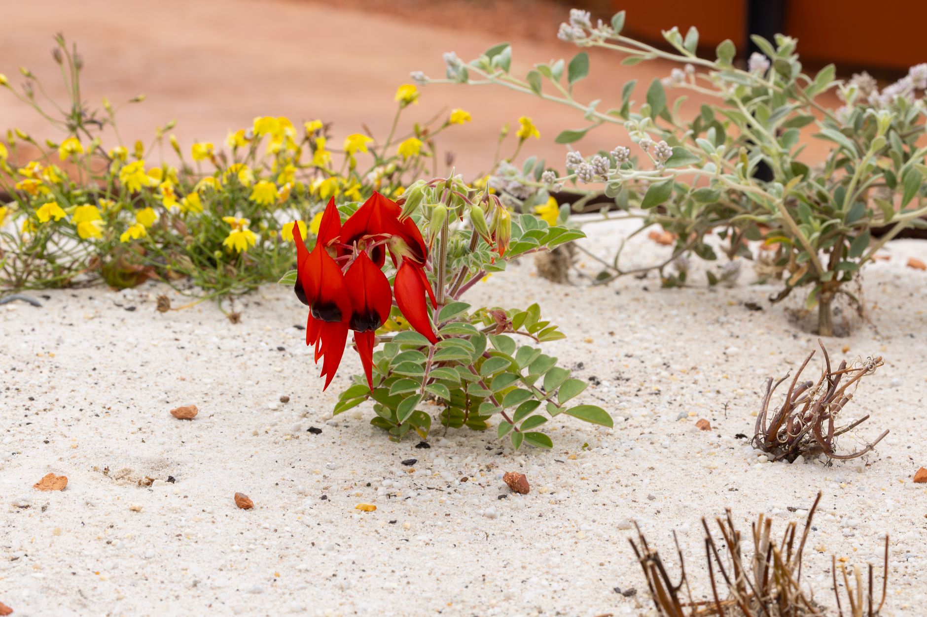 Giardini senza irrigazione: come la tecnica xerofit sta conquistando l’Europa mediterranea e perché cambia tutto