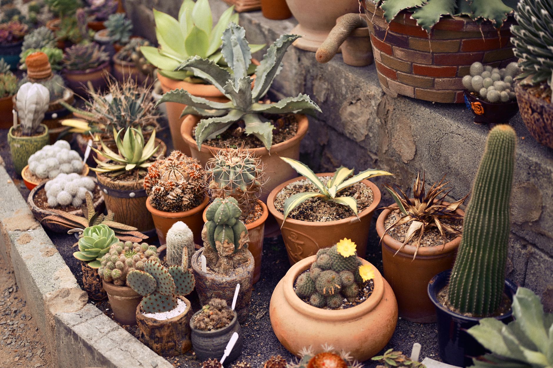 Giardini senza irrigazione: la rivoluzione xerofitica che riduce il consumo d’acqua del 70% senza rinunciare alla bellezza