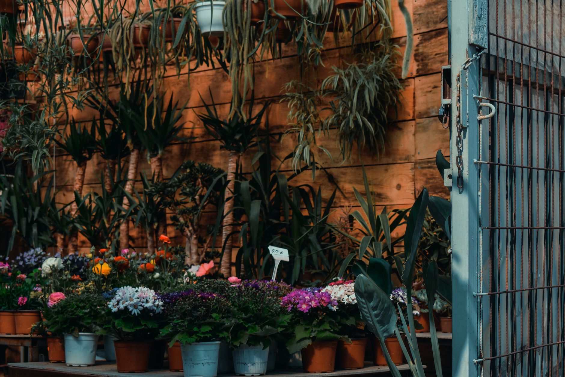 Giardini a palette cromatica termica: la nuova frontiera della progettazione che abbatte il caldo urbano senza aria condizionata