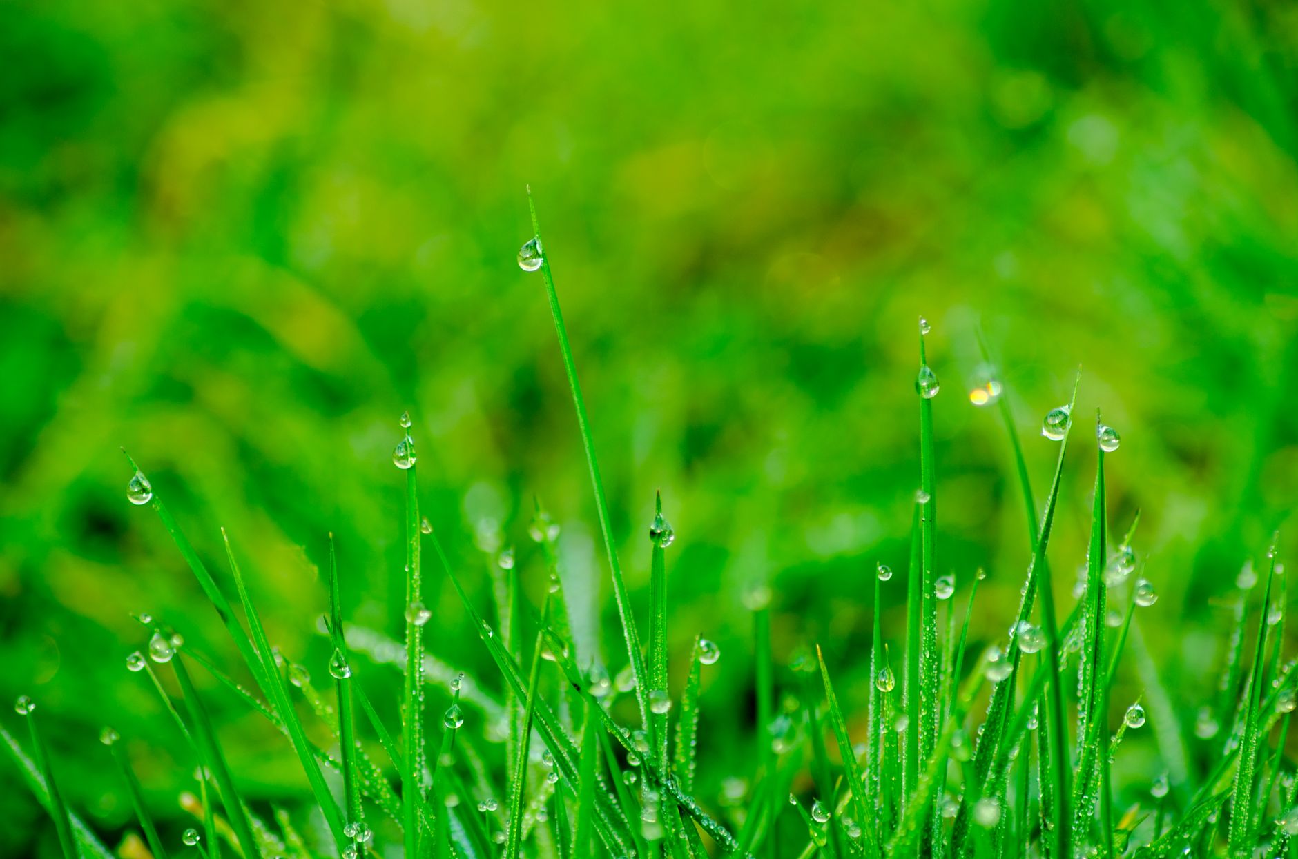 Giardini che bevono la pioggia: come il bioswale trasforma il vostro spazio verde in un sistema idrico vivente