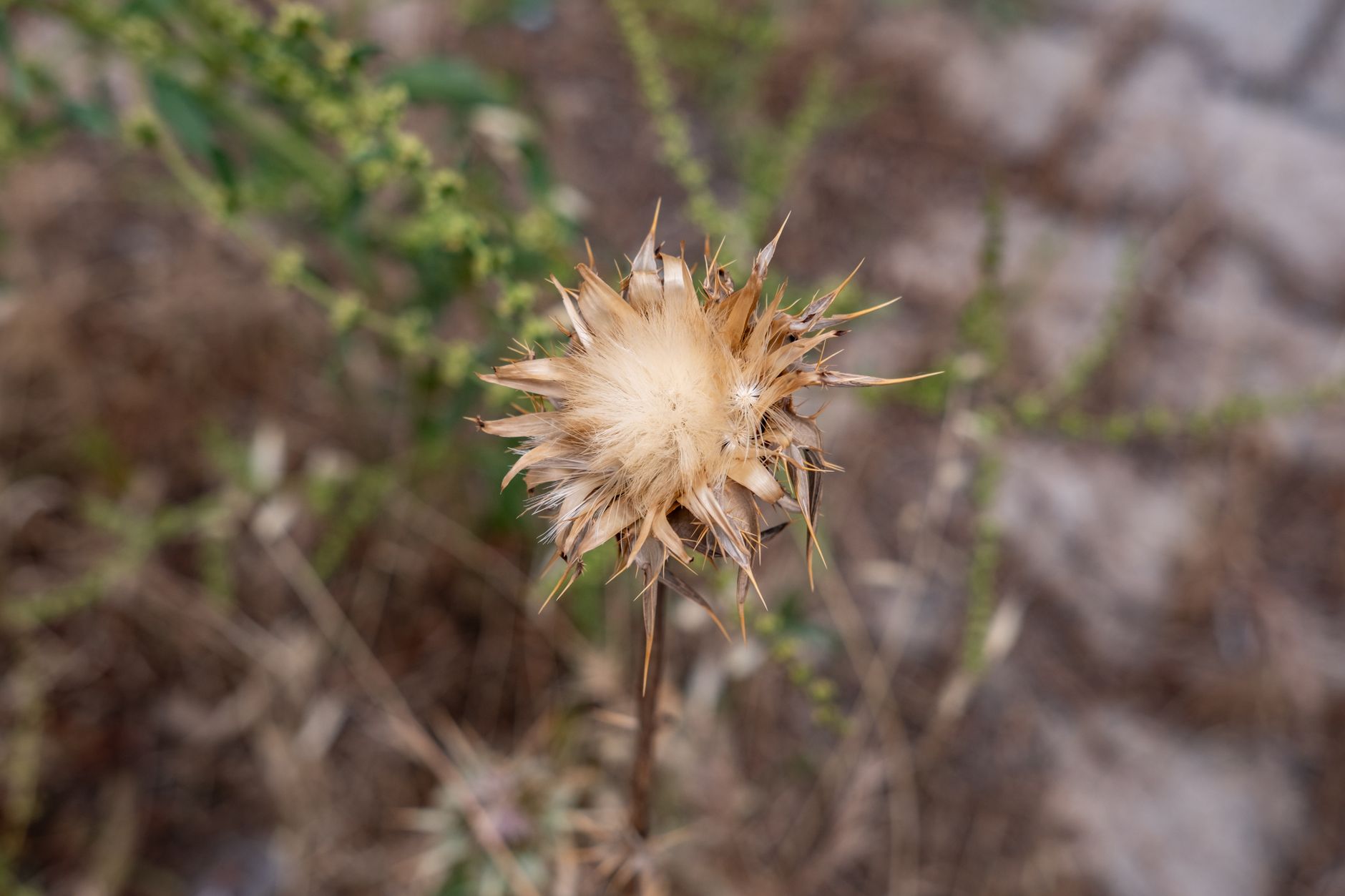 Pavimentazioni permeabili e giardini secchi: la rivoluzione silenziosa del xeriscaping mediterraneo che sta ridisegnando i cortili italiani
