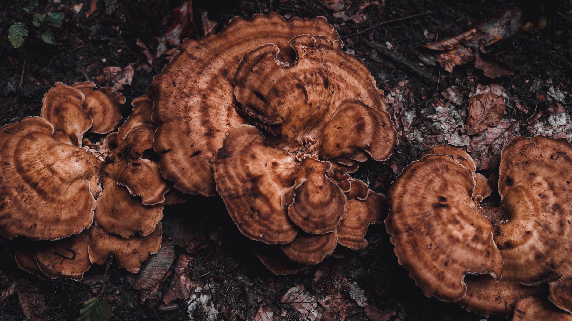 Mycorimedi: come i funghi del suolo stanno diventando la tecnologia più potente per bonificare i terreni inquinati dal petrolio