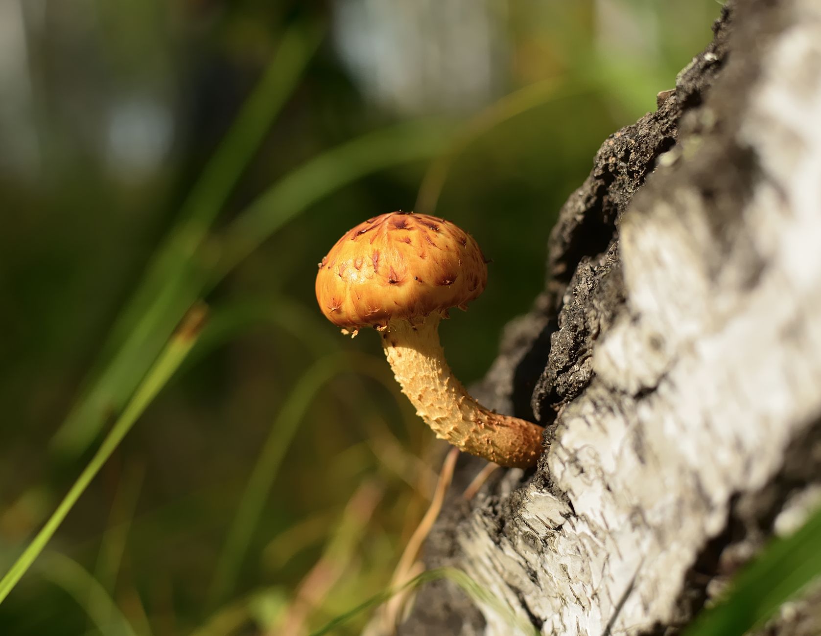 Mycelium come materiale da costruzione: i funghi stanno rivoluzionando l’edilizia sostenibile con un’impronta carbonio negativa