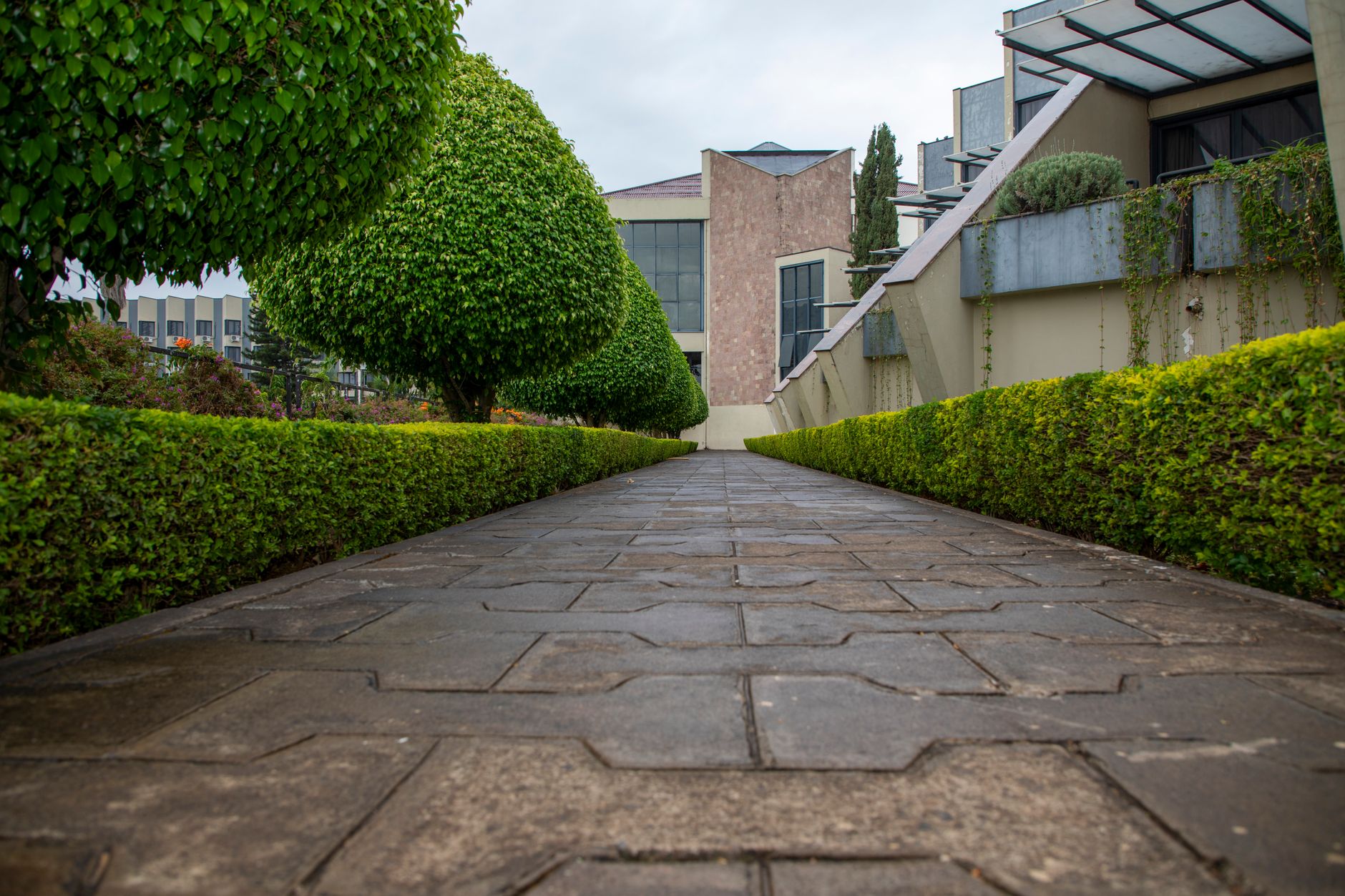Corridoi ecologici urbani: perché la continuità del verde salva le api (e le nostre città)