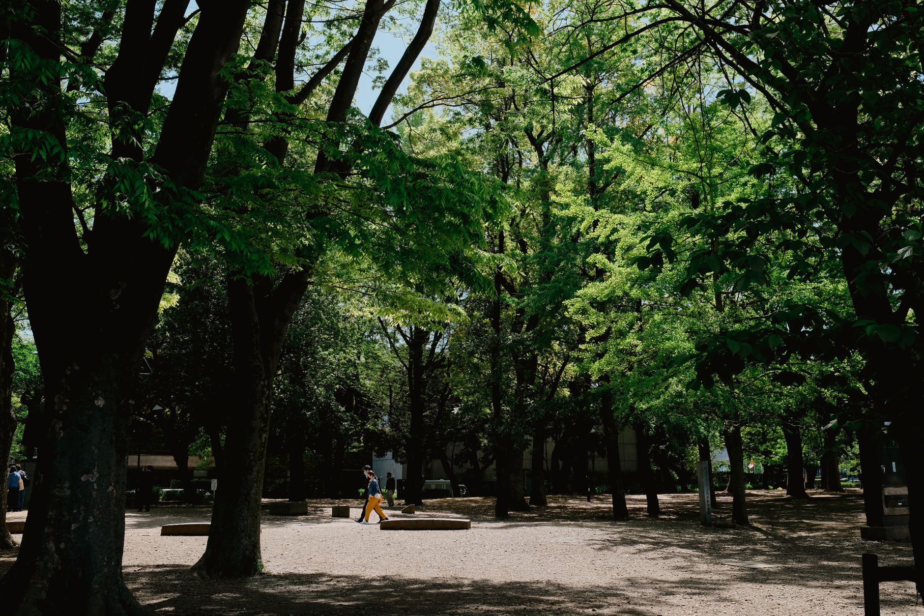 Microboschi Miyawaki nelle città europee: in soli 3 anni una foresta densa quanto quella primaria