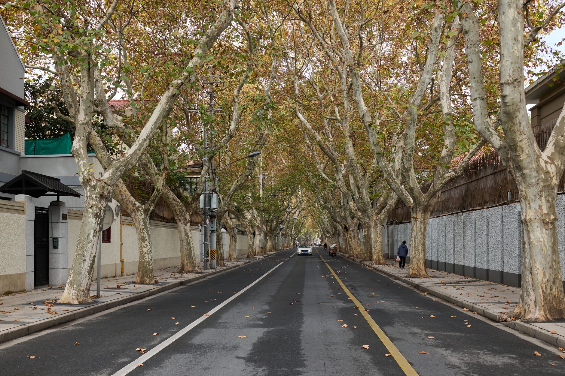 La regola del 3-30-300: la formula scientifica che sta cambiando il verde urbano italiano (e Firenze apre la strada)