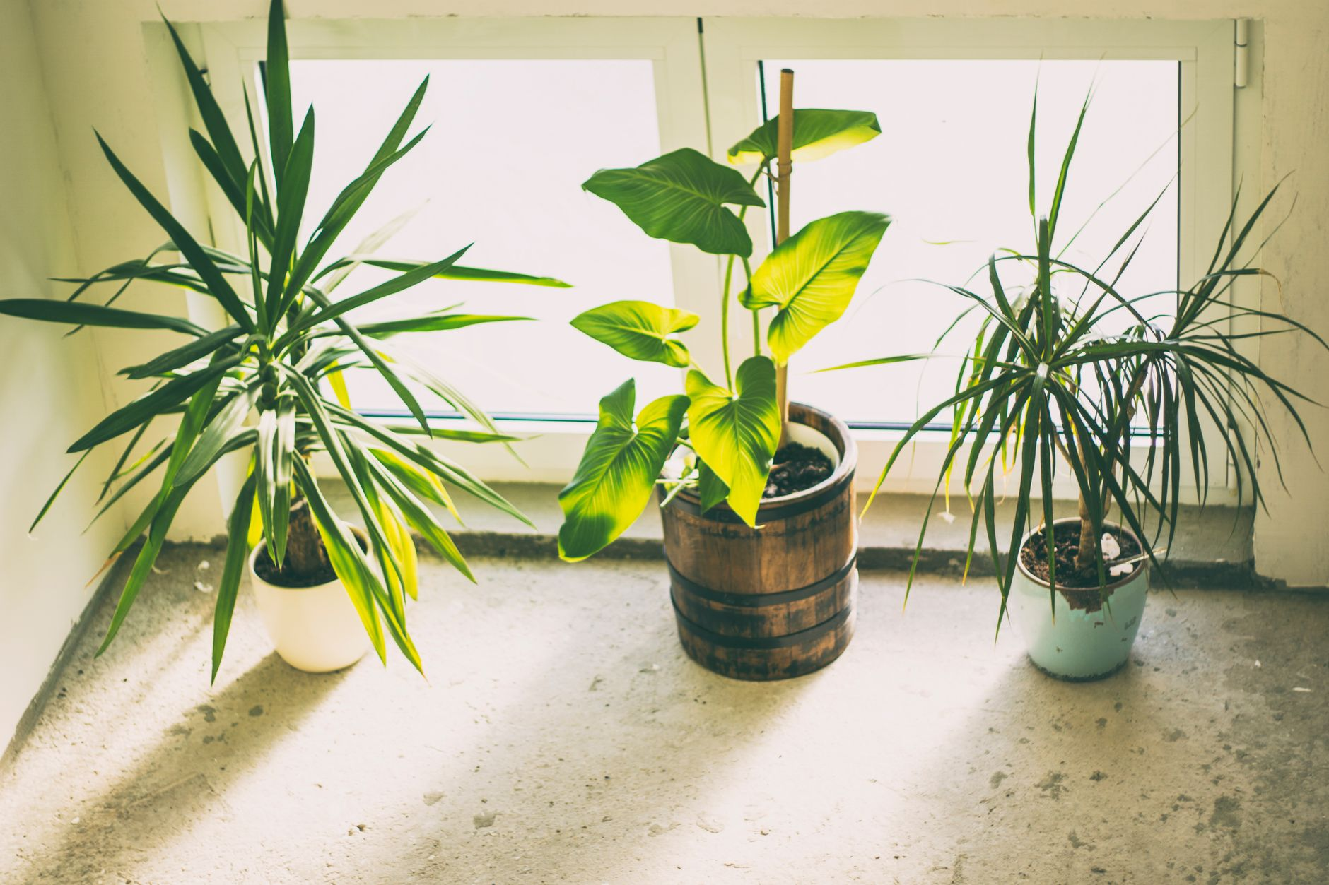 biophilic design therapeutic home