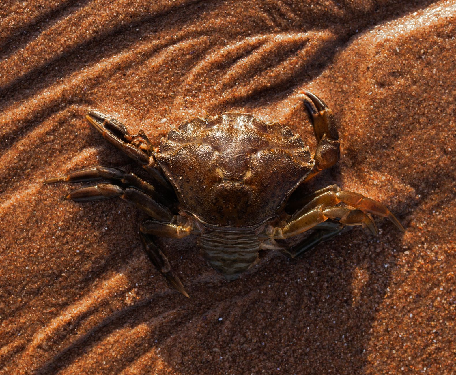 crab molting exoskeleton crustacean