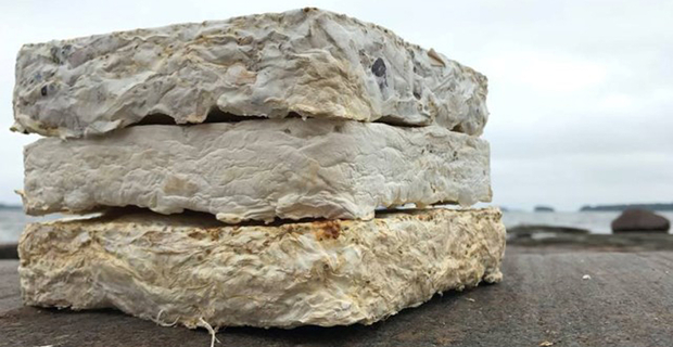 Mattoni di micelio contro il cemento: la rivoluzione silenziosa dei materiali da costruzione biologici che l’Italia sta ignorando
