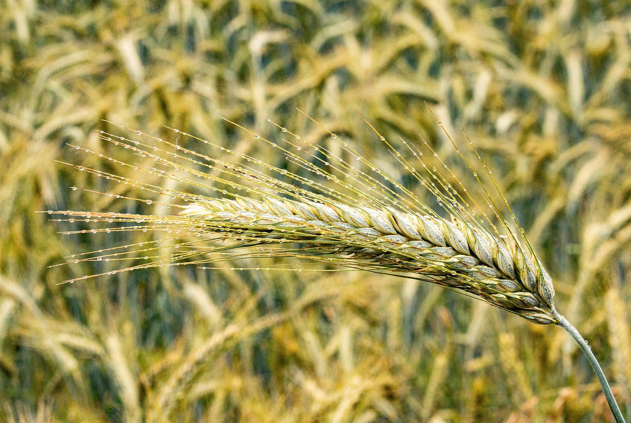 L’acqua virtuale che non vediamo: ogni chilo di manzo italiano nasconde 15.400 litri e la nostra impronta idrica sfugge ai radar della politica