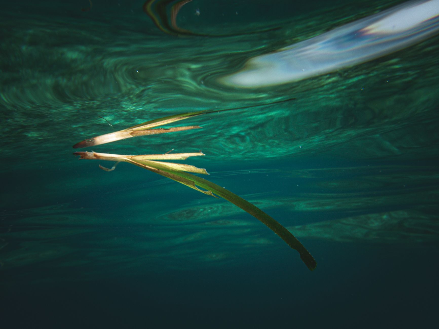 La foresta sommersa che stiamo distruggendo con un’ancora: la crisi silenziosa della Posidonia oceanica italiana