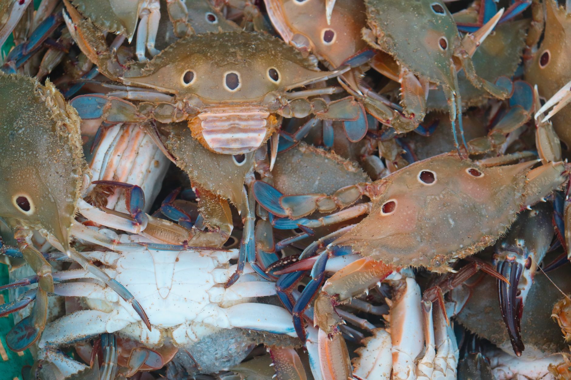 Il predatore che nessuno ha invitato: come il granchio blu sta riscrivendo l’ecologia dell’Adriatico e la risposta biologica che arriva dai laboratori di Bologna