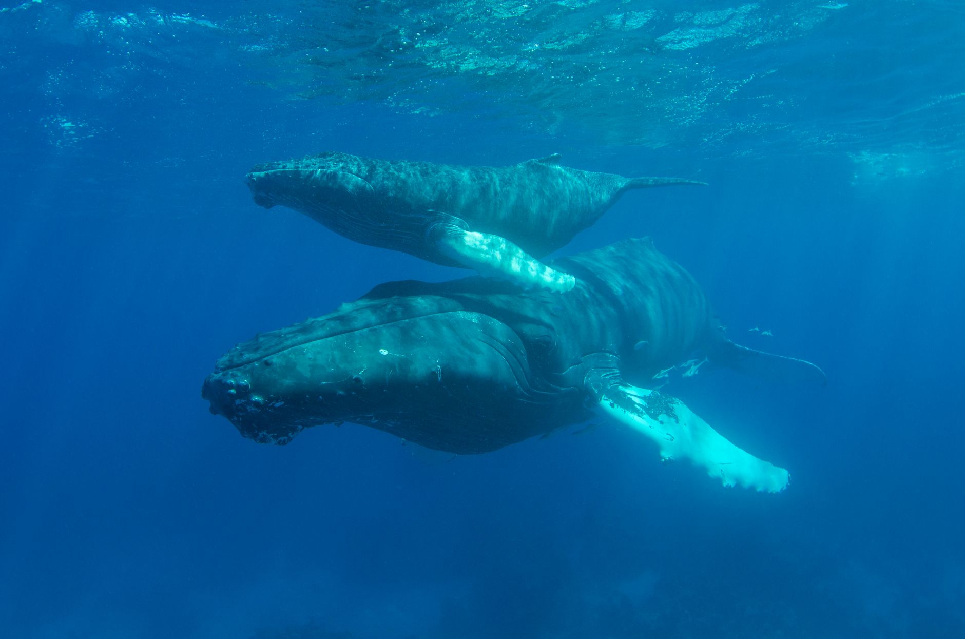 Il Mediterraneo nasconde ancora segreti: il capodoglio pigmeo scoperto grazie a 12 litri d’acqua e il DNA ambientale rivoluziona la tutela degli ecosistemi