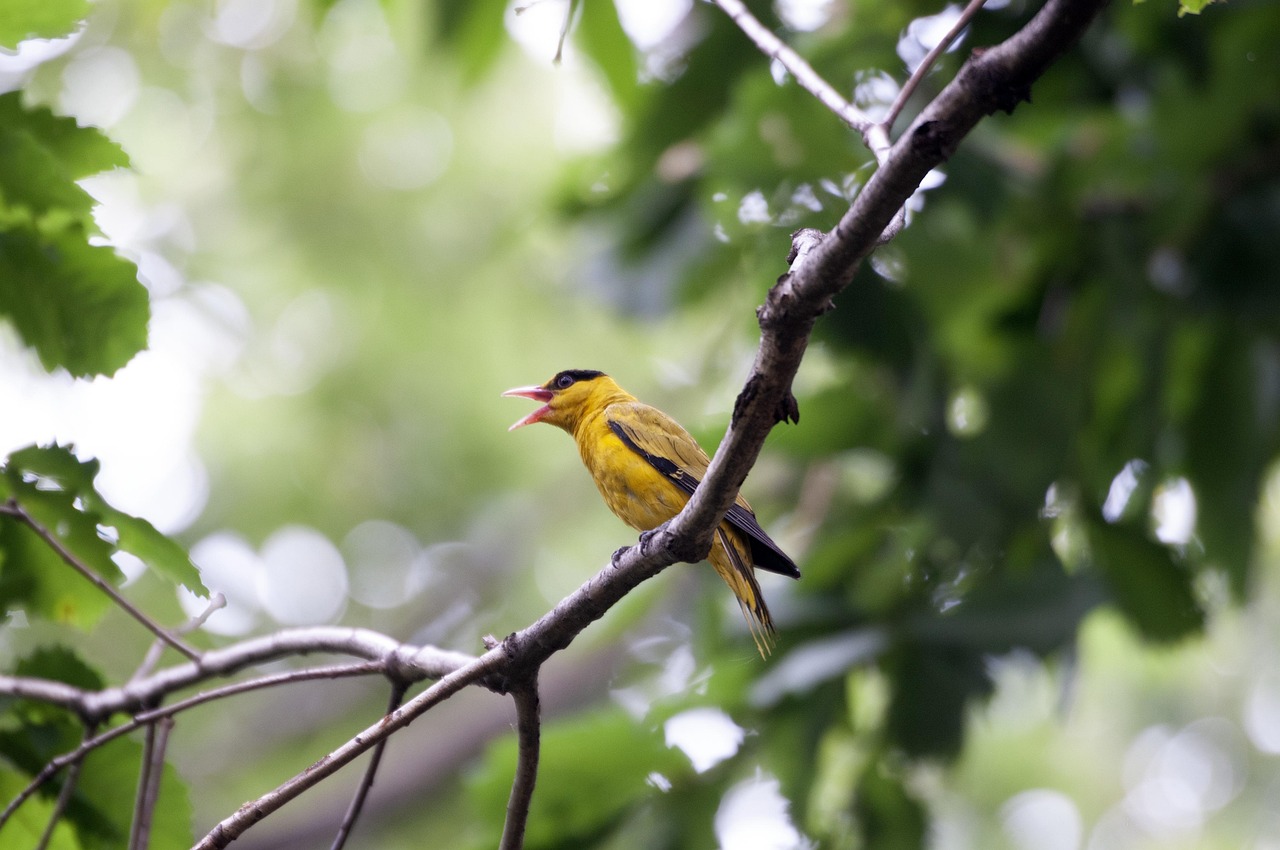 Il suono del silenzio che scompare: l’estinzione delle voci animali sta riscrivendo la grammatica degli ecosistemi