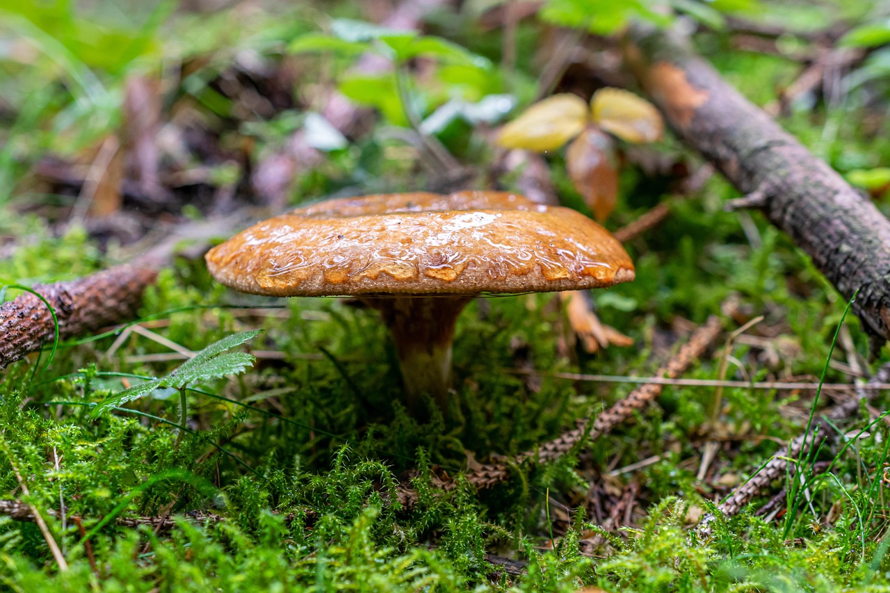 Il fungo che salva la foresta: come le reti micorriziche stanno riscrivendo le regole della conservazione in Italia