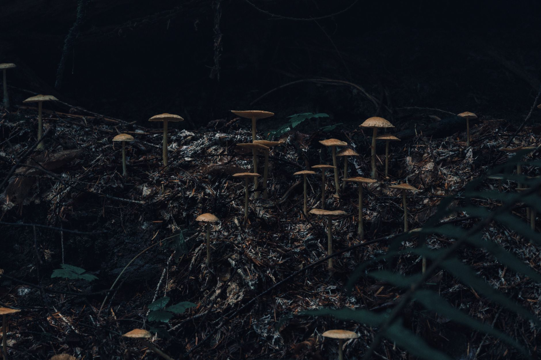 Funghi, reti e sopravvivenza: il micobioma dei mari profondi è la nuova frontiera della tutela degli ecosistemi abissali