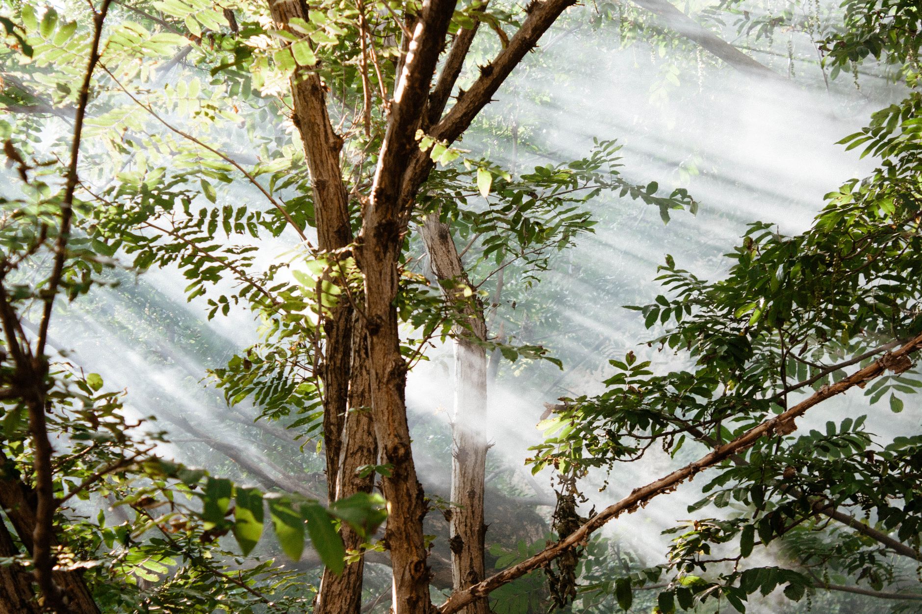 Il cervello che guarisce nel verde: la neuroscienza conferma che 20 minuti tra gli alberi abbassano il cortisolo del 21%