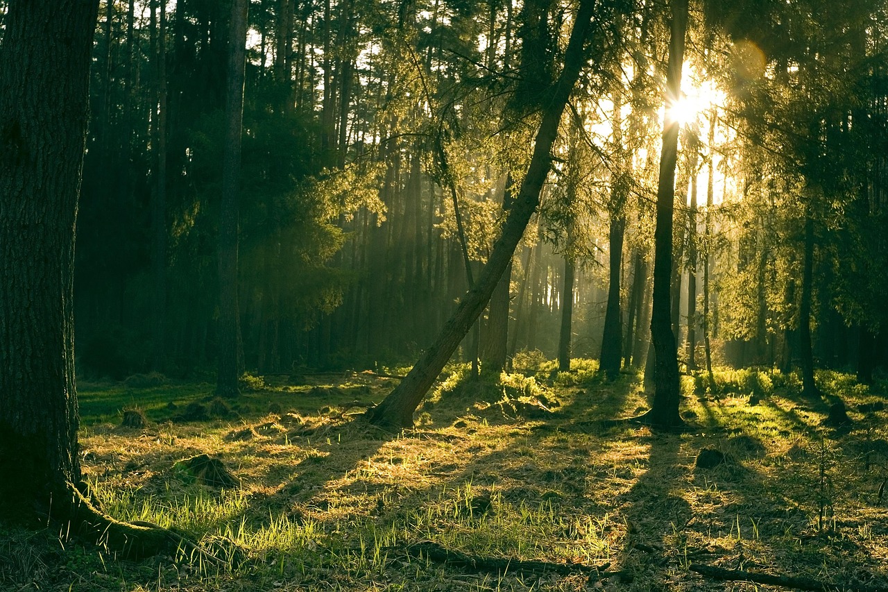 Quando il cervello riconosce un albero: la neurobiologia della biofilia spiega perché 40 minuti nel verde cambiano la chimica del nostro cervello
