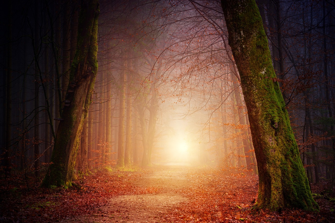 Il suono degli alberi guarisce davvero: la neuroscienza dietro il ‘Forest Bathing’ e i 20 minuti che cambiano il cervello