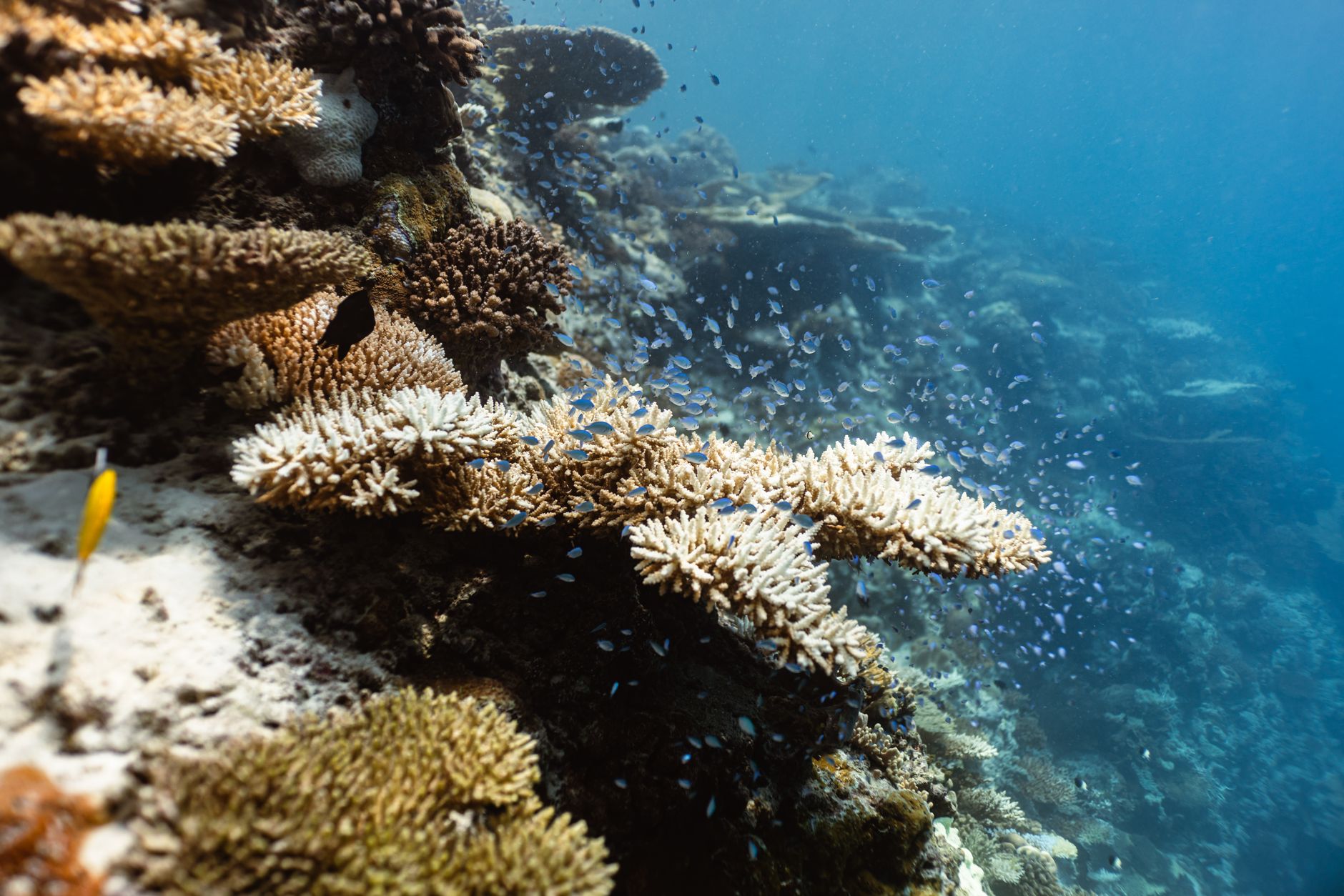 Oceani che sbiancano in anticipo: il fenomeno del bleaching termico anticipa di tre settimane la soglia critica del 1,5°C
