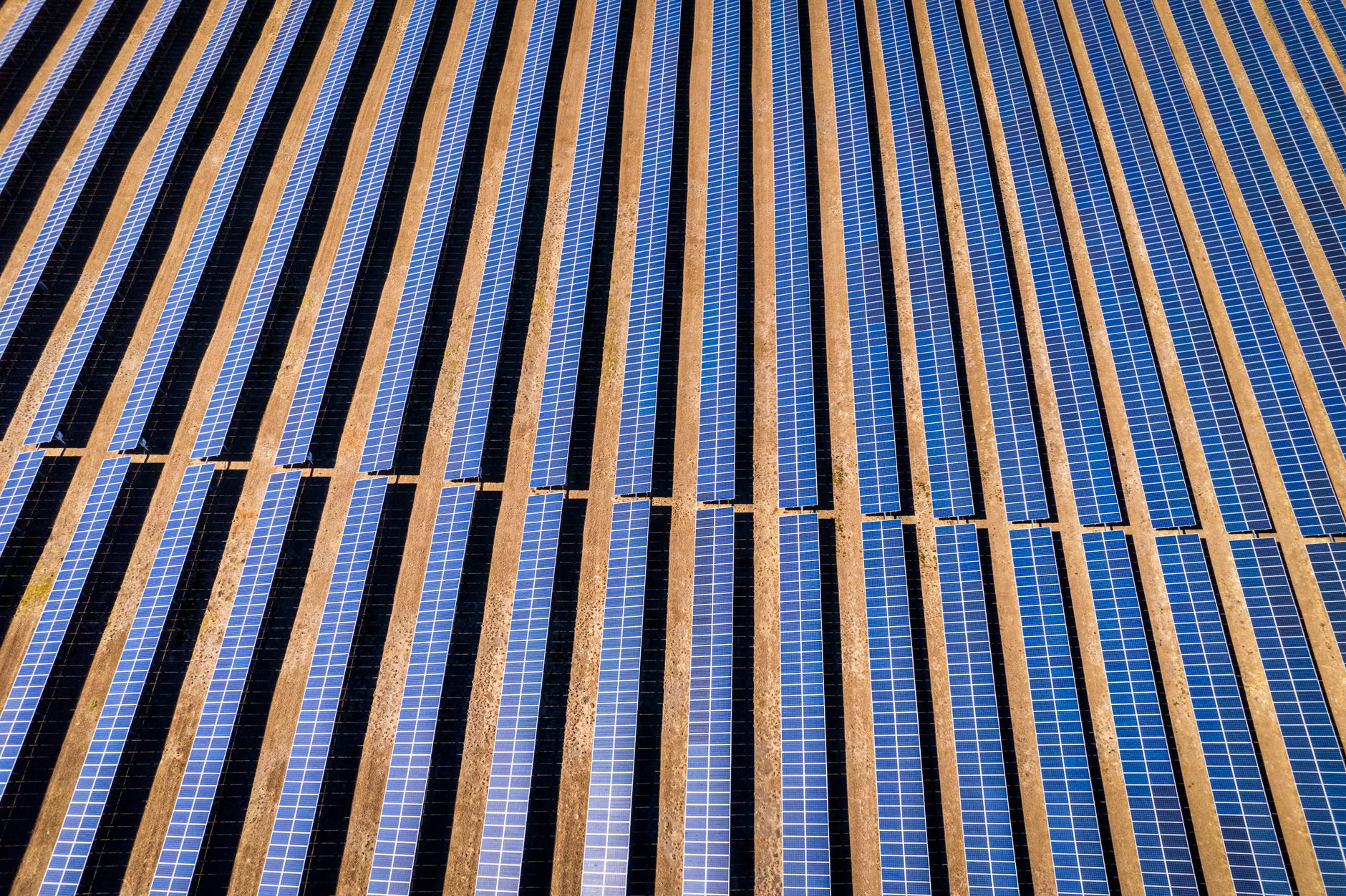 Agrivoltaico bifacciale: come i pannelli solari verticali stanno trasformando i campi italiani in centrali energetiche senza togliere terra all’agricoltura