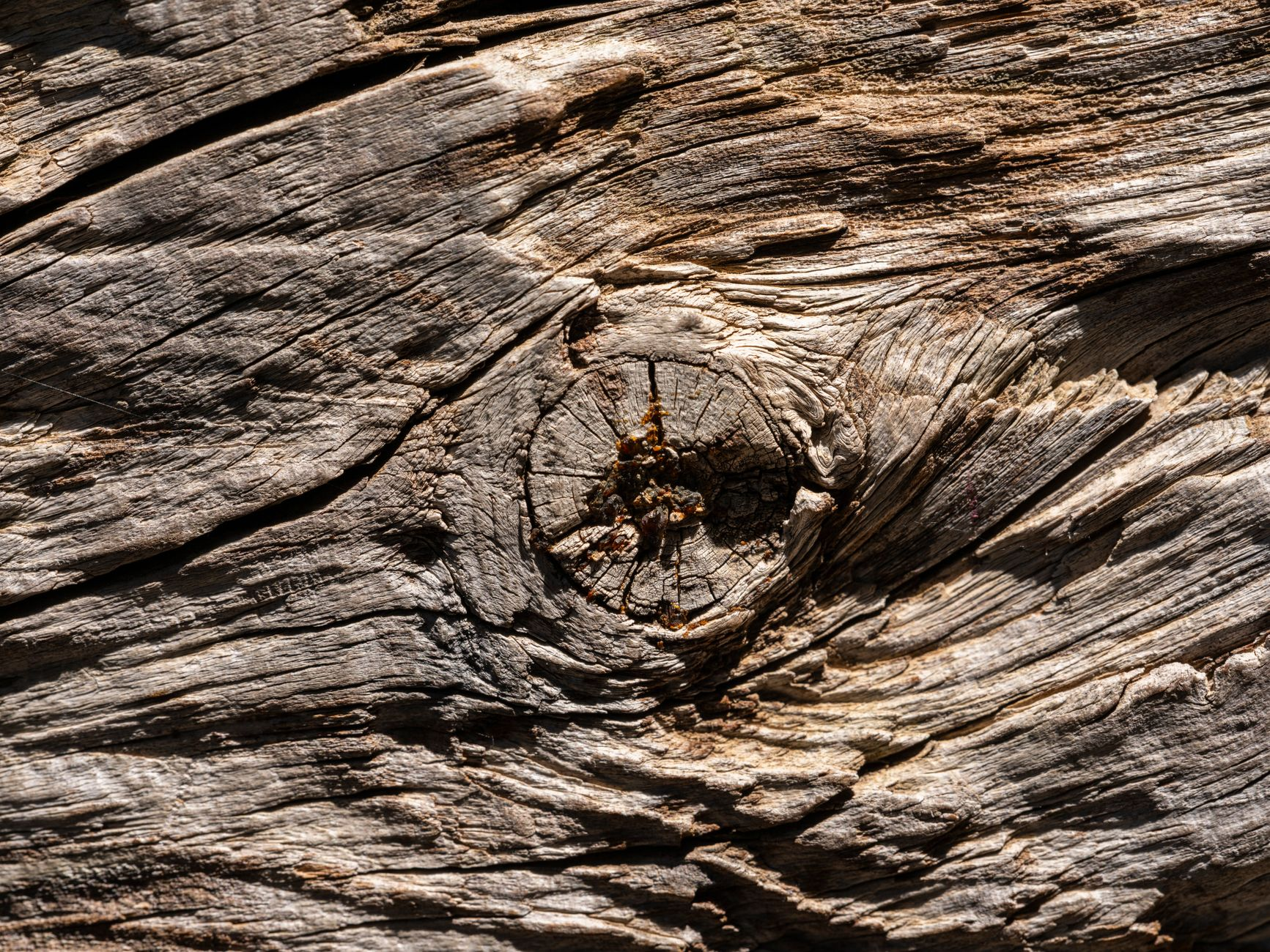 Radici che mappano il tempo: come la dendrocronologia applicata al giardino sta rivoluzionando la scelta delle specie nelle aree urbane ad alto stress termico