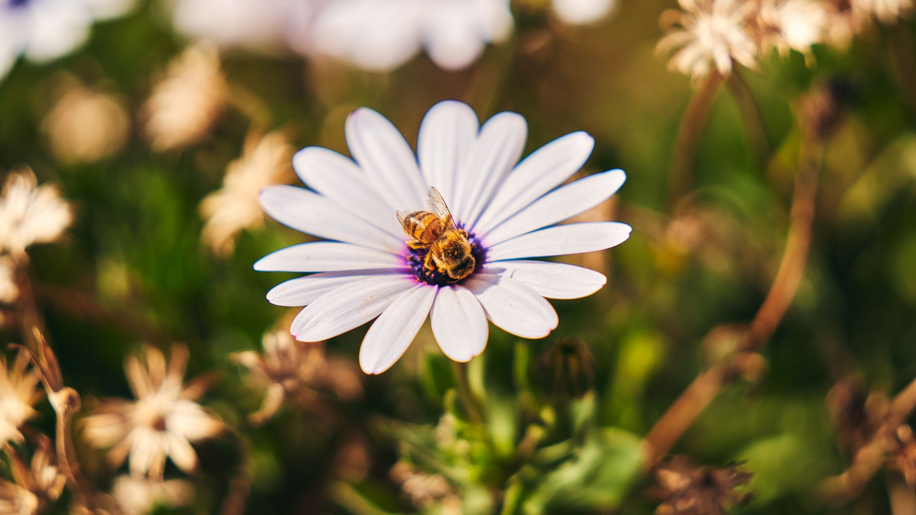 Suono e silenzio nel giardino: come l’ecoacustica sta guidando la scelta delle piante per attirare impollinatori specifici