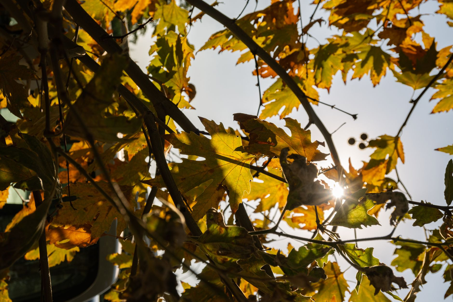 Progettare con la luce radente: come l’orientamento solare delle piante sta diventando il nuovo parametro scientifico del landscape design