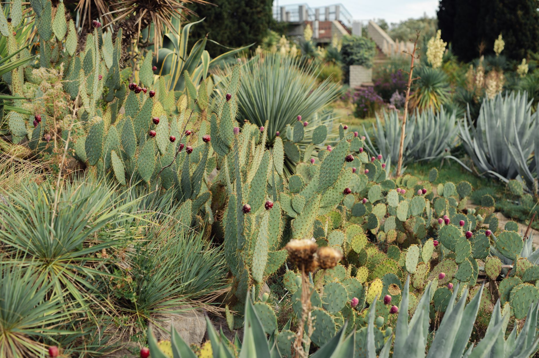 Paesaggi che resistono alla siccità: la xeriscaping mediterranea ridisegna i giardini italiani con zero irrigazione artificiale