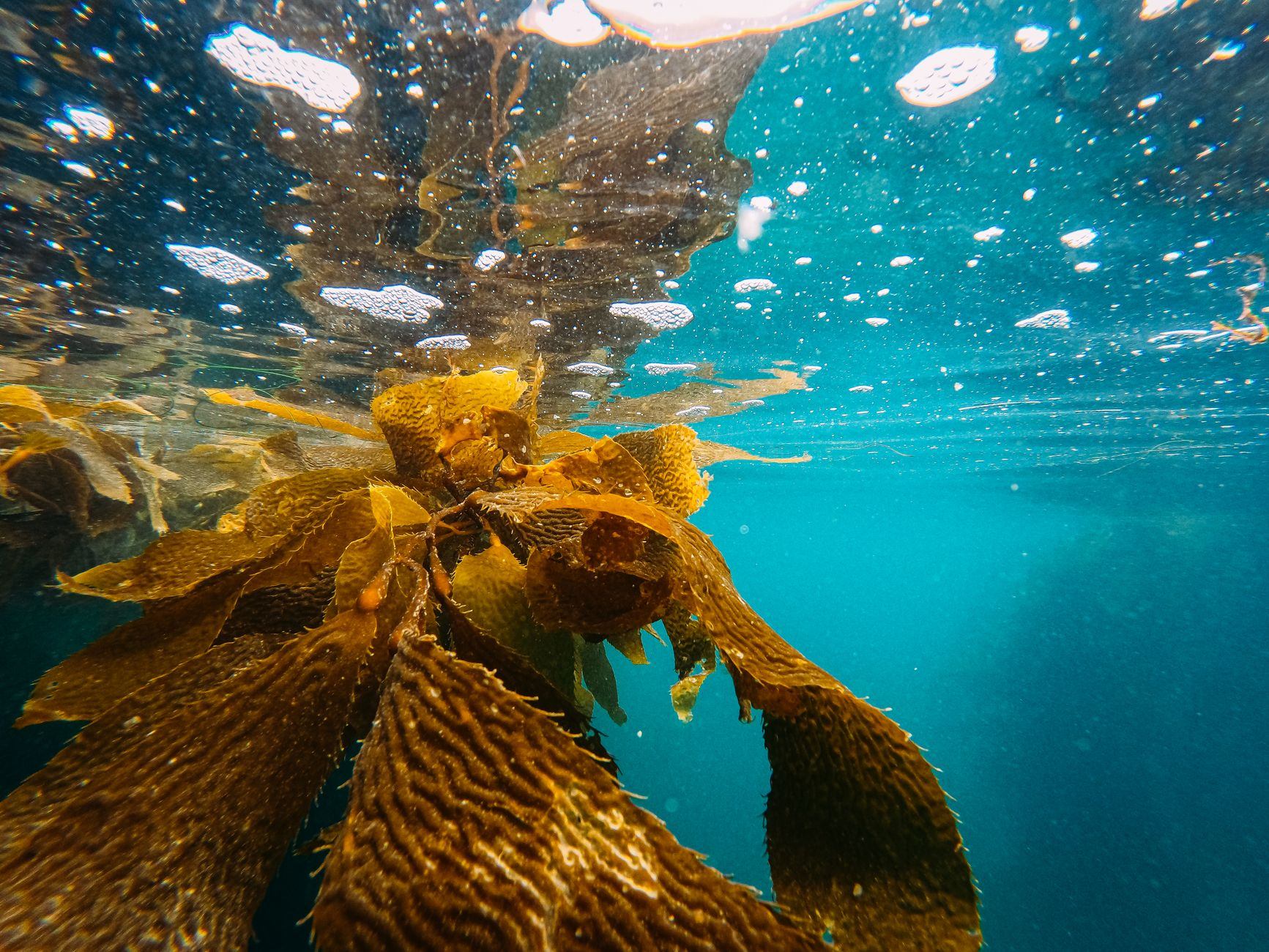Bioeconomia blu: come le alghe marine stanno diventando la materia prima del secolo che nessuno aveva previsto