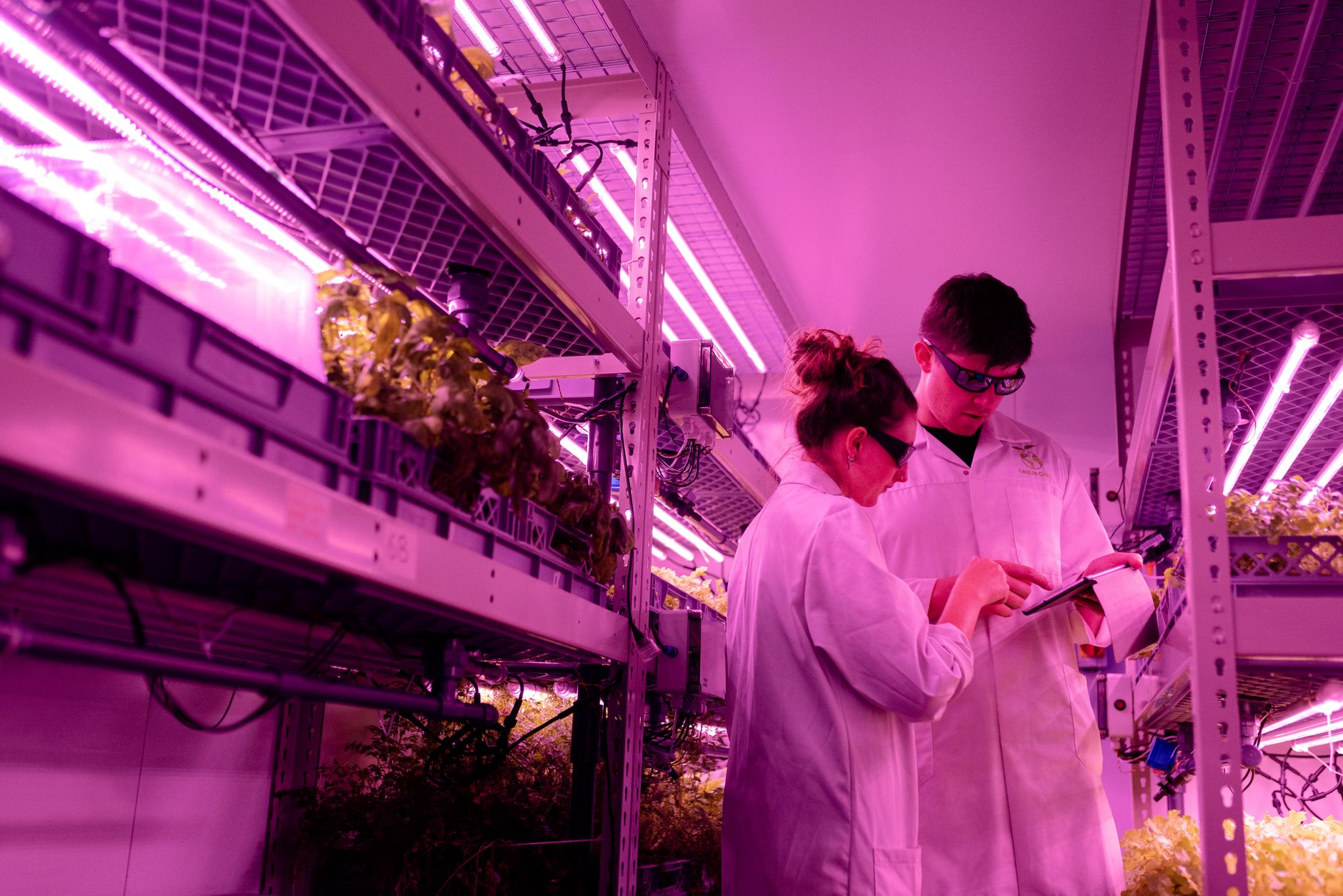 Luce che nutre: come la biofotonica applicata alle serre verticali riduce del 60% il consumo idrico senza perdere resa