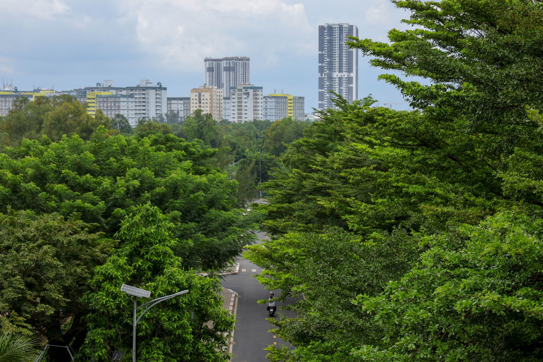 Non tutti gli alberi salvano le nostre città: lo studio ENEA che ribalta la logica del verde urbano