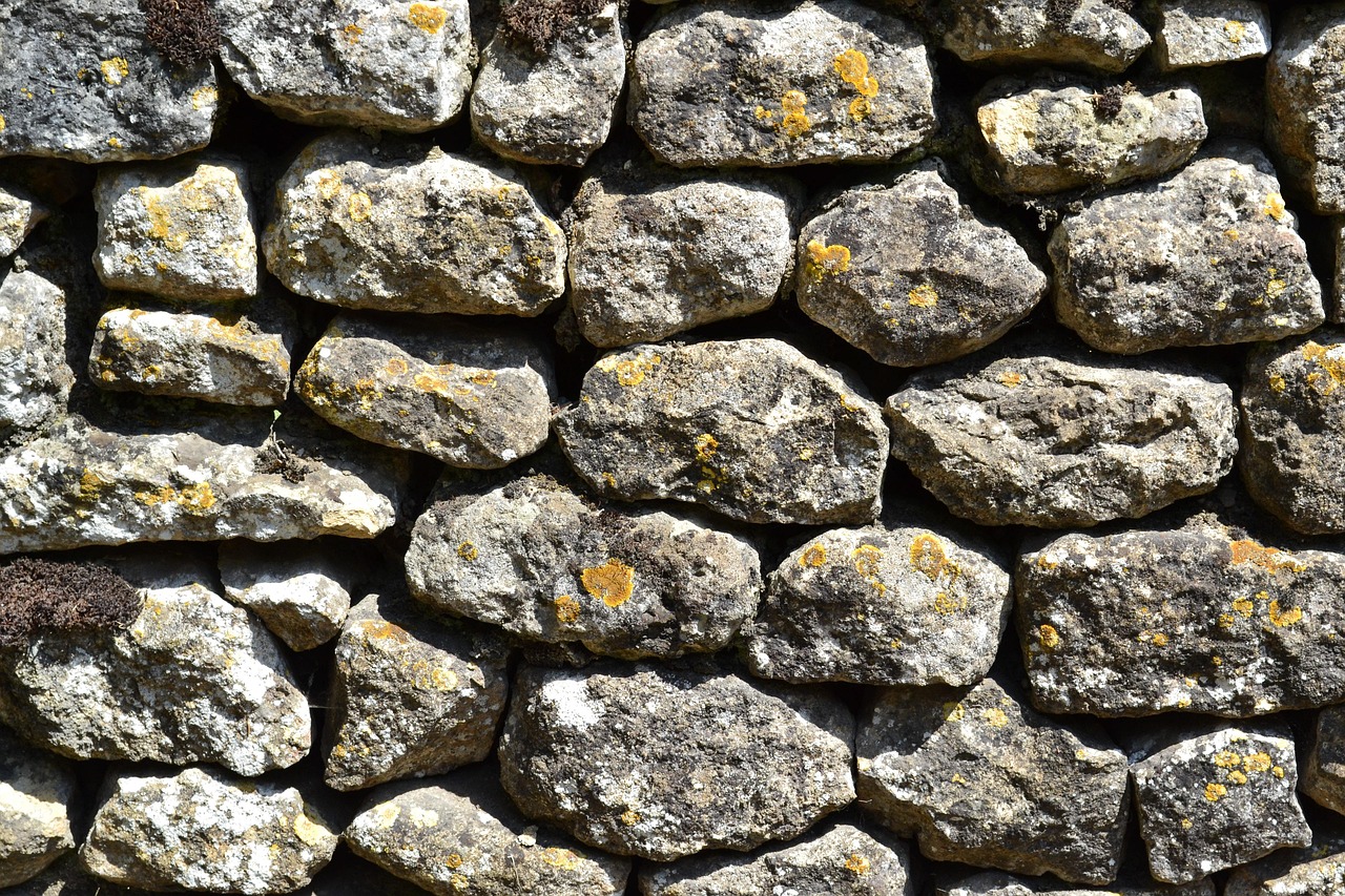 Licheni contro l’inquinamento: come le città europee usano organismi vecchi di 400 milioni di anni come sentinelle della qualità dell’aria