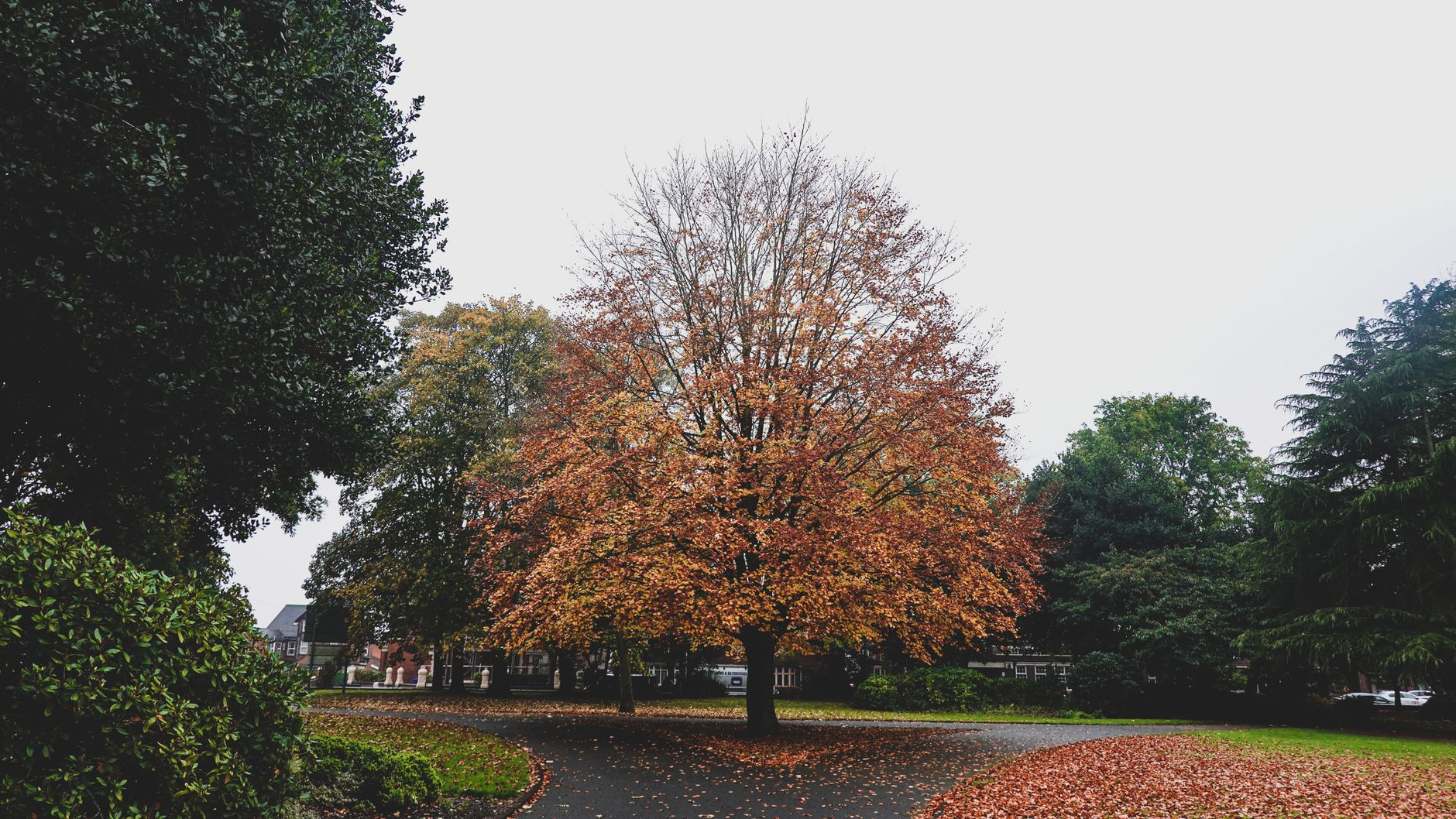 Alberi che rinfrescano le strade: perché la varietà delle specie arboree urbane vale più dell’ombra che proiettano