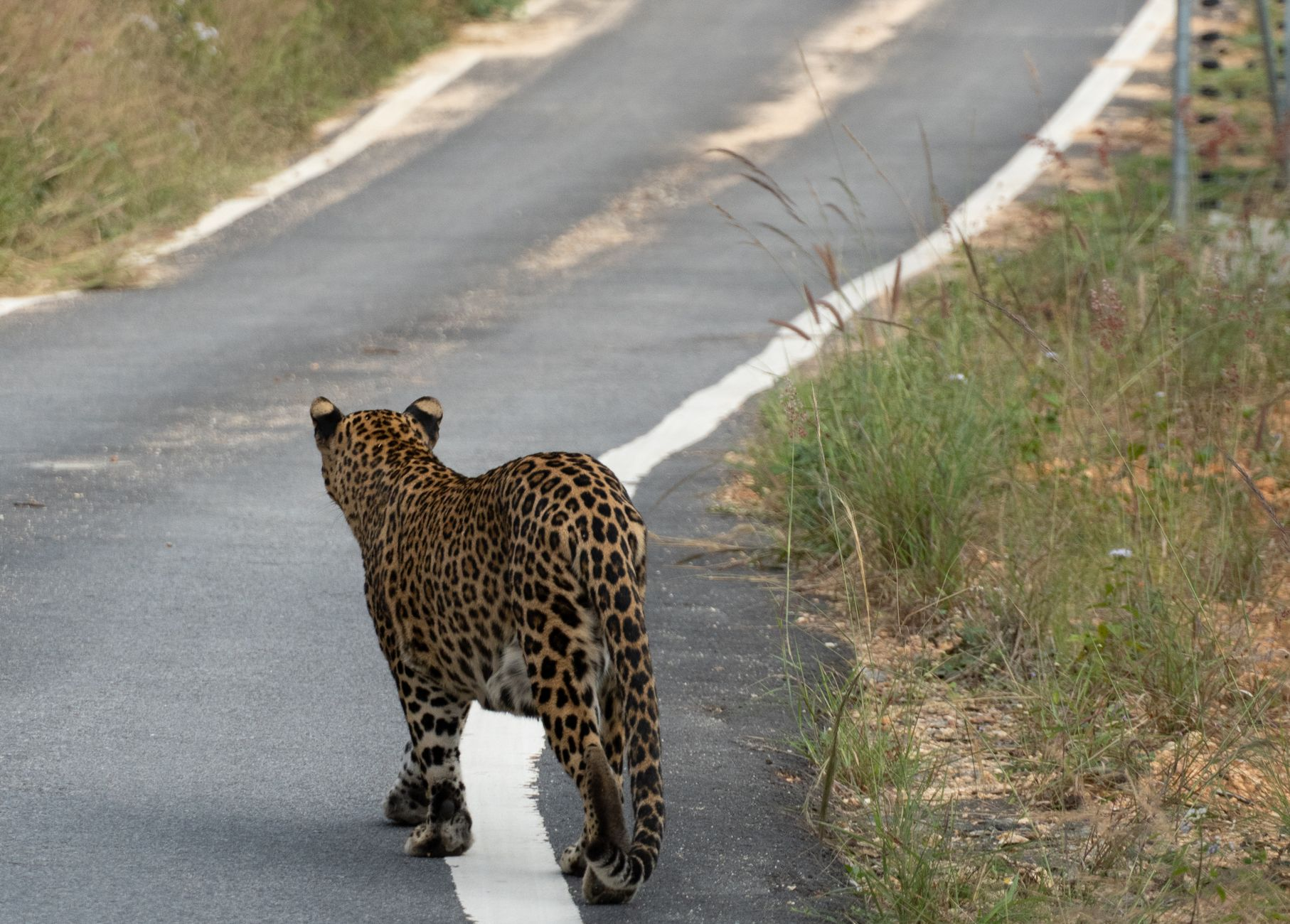 Fauna selvatica in città: perché i corridoi ecologici urbani stanno diventando la nuova frontiera della biodiversità europea