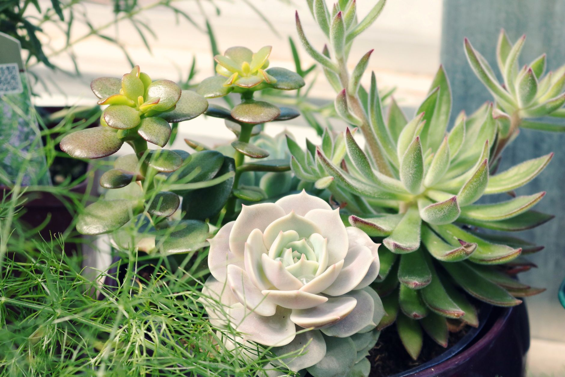 urban ornamental plants heat stress