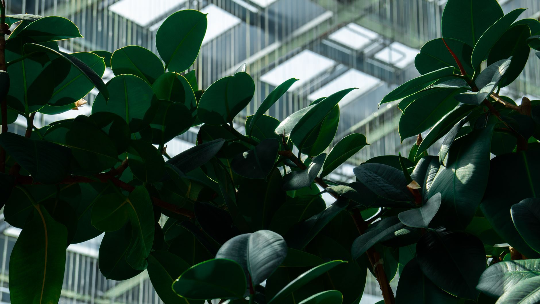 LEED e WELL: quanta progettazione biofilica contengono davvero?