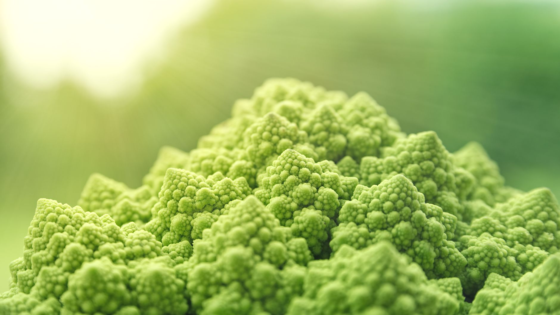 Il ritmo che ci mancava: come la variabilità frattale dei paesaggi naturali sincronizza le onde cerebrali e perché le città piatte ci rendono cronicamente ansiosi