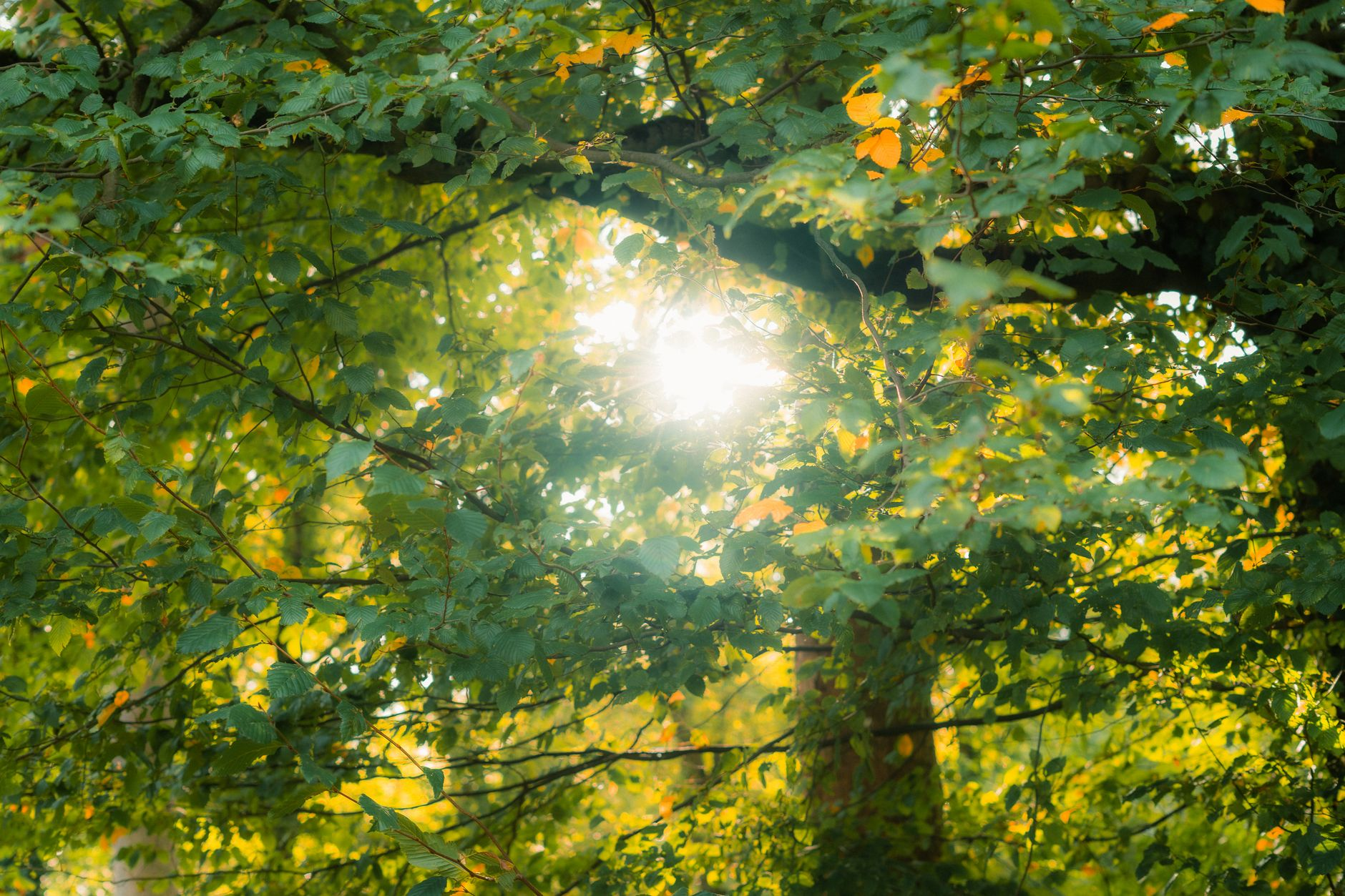Il respiro che guarisce: come otto minuti tra gli alberi riprogrammano il sistema immunitario e perché i medici giapponesi lo prescrivono come farmaco