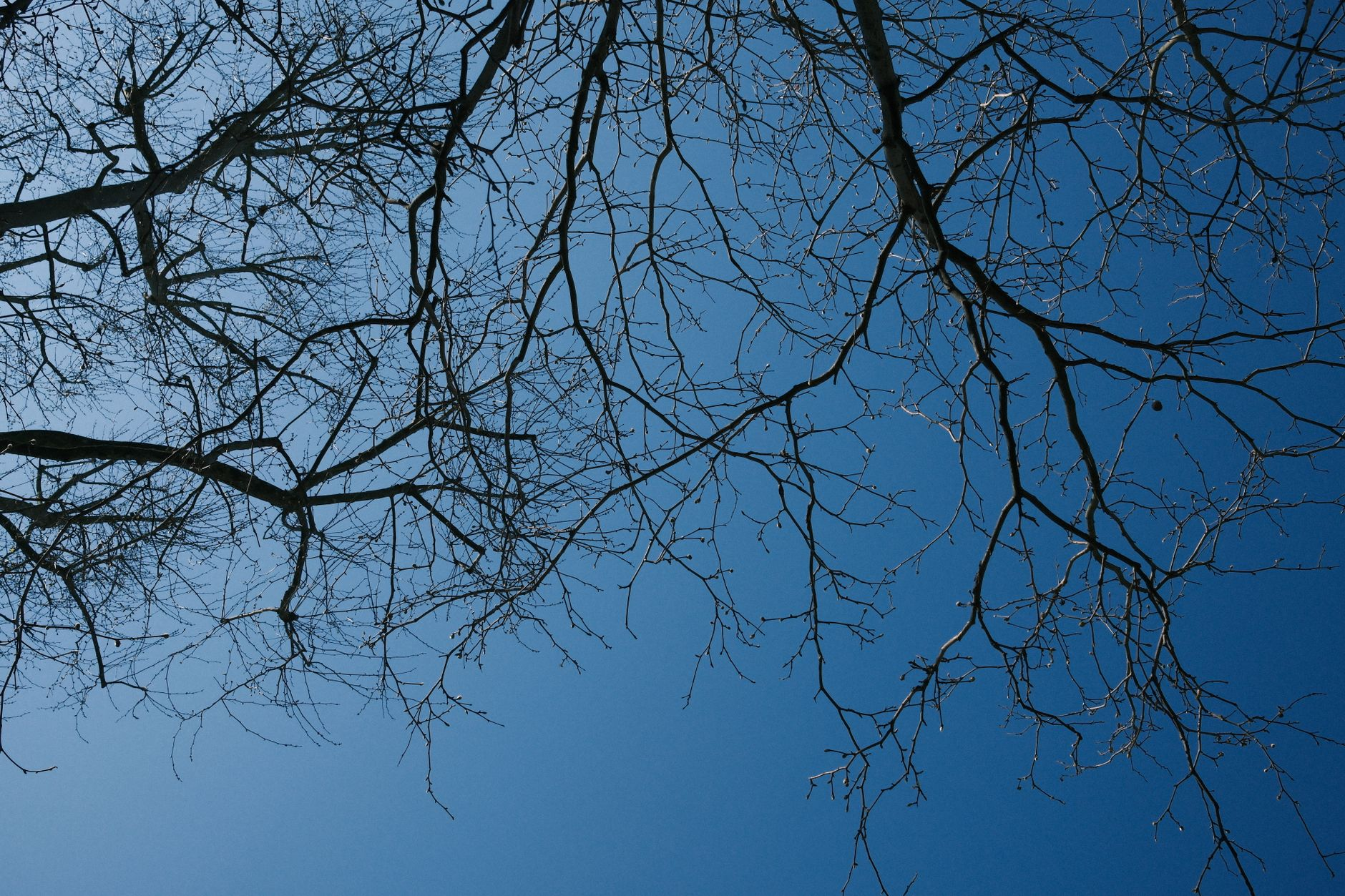 Il corpo che ricorda la savana: come la geometria frattale degli alberi riprogramma la corteccia visiva e riduce il cortisolo del 28%