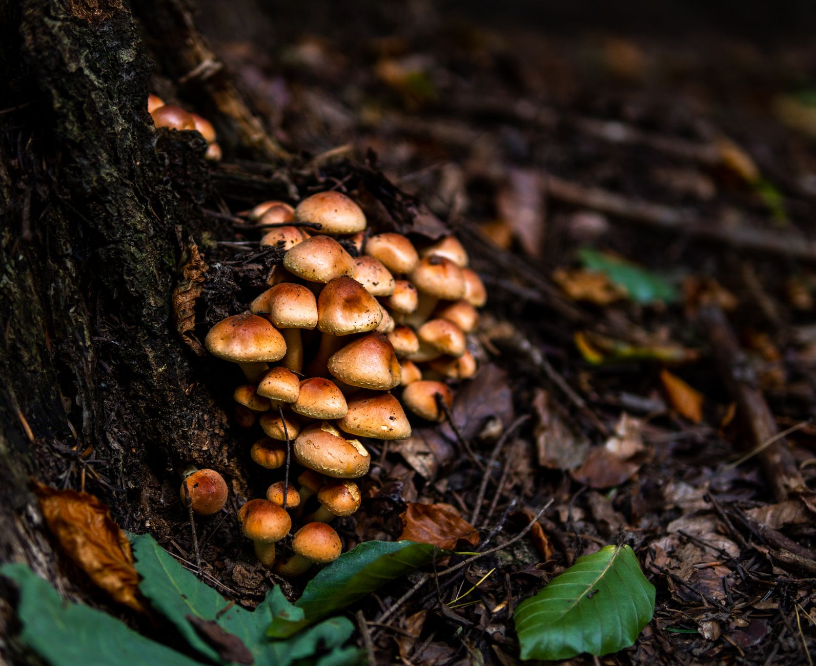 Funghi sotto l’asfalto: come le reti micorriziche sopravvivono nelle aiuole urbane e cosa ci dicono sulla salute segreta delle nostre città