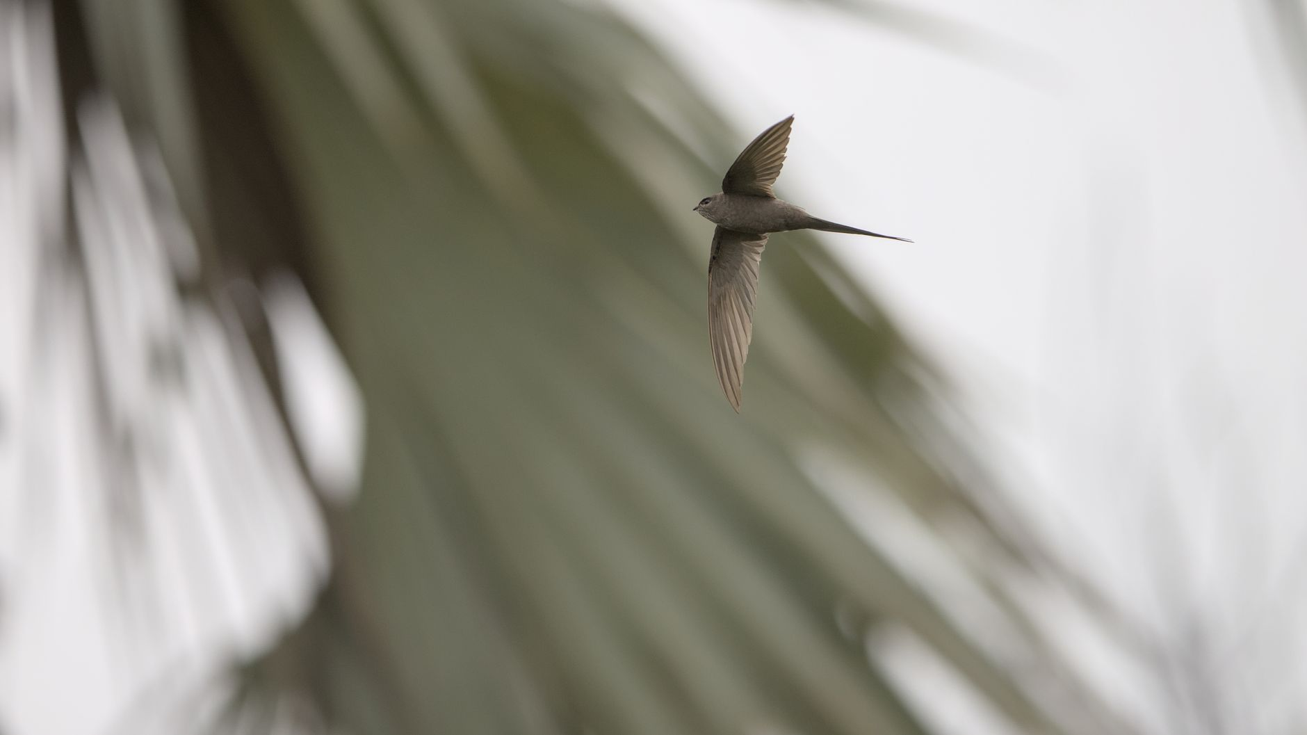 Uccelli che tornano in città: come l’architettura del vuoto sta riportando la fauna selvatica nei quartieri italiani più densificati